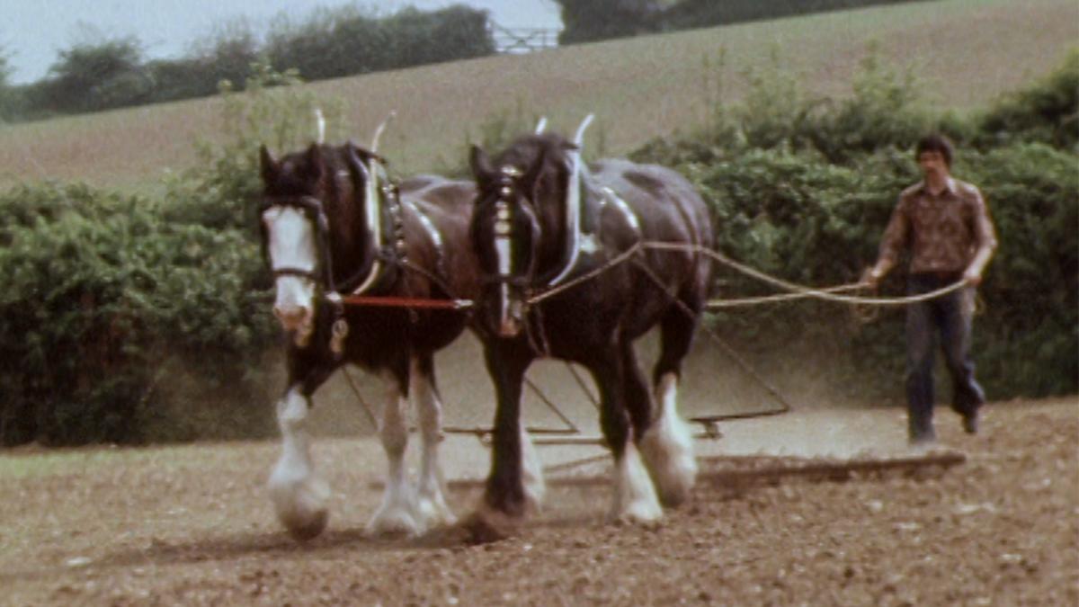 Watch The National Shire Horse Centre online BFI Player