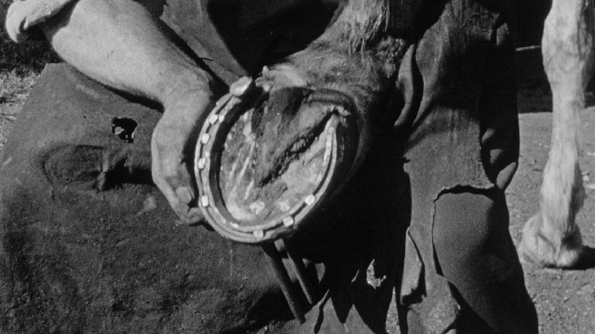 Watch About Horseshoes online BFI Player