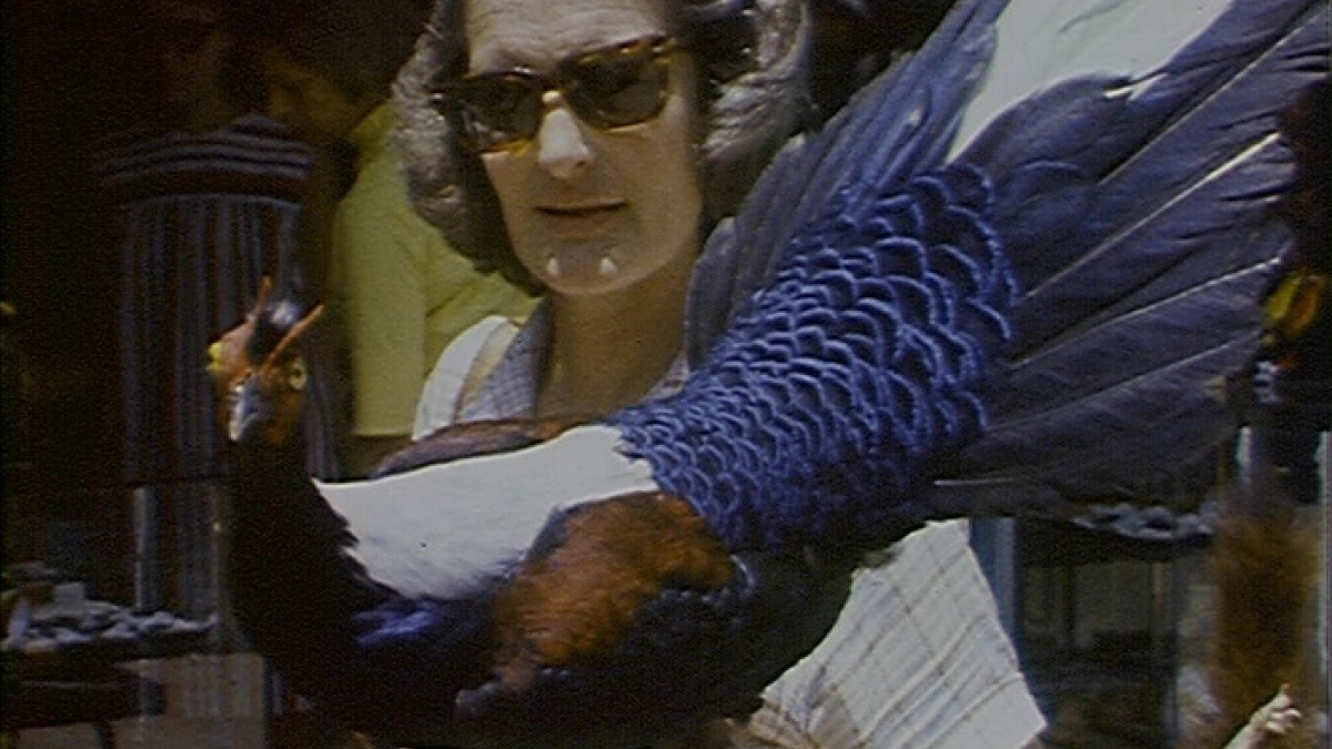 Watch Bernard Matthew's Turkey Farm online BFI Player