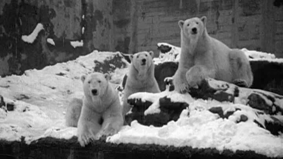 Watch A 'White' Christmas online BFI Player